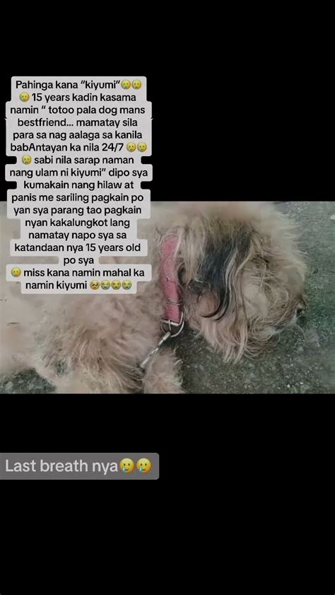 iyot sa aso|Iyot kalimot ang inabot ng babae sa nobyo nyang kastang aso.
